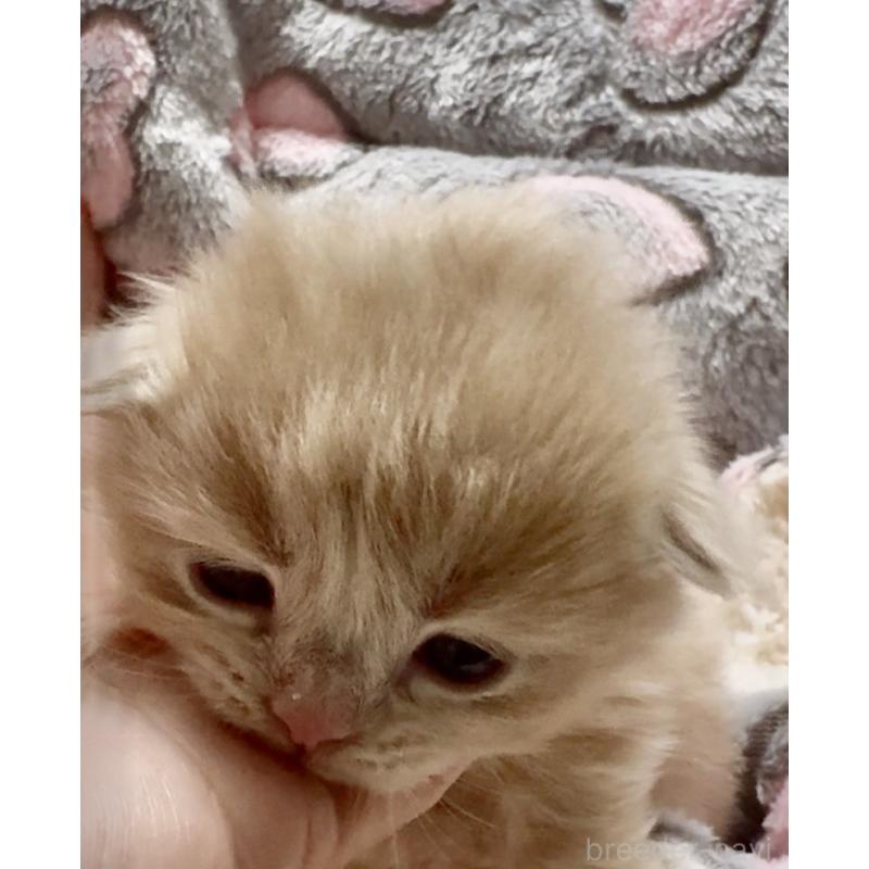 販売中の大阪府のスコティッシュフォールド(折れ耳)-135802の6枚目