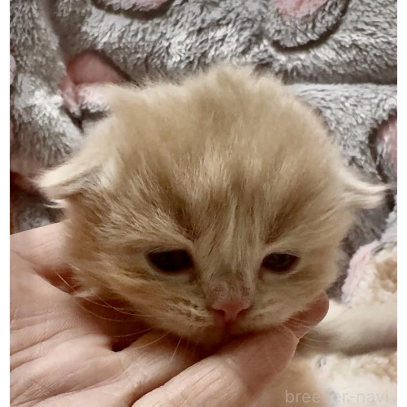 販売中の大阪府のスコティッシュフォールド(折れ耳)-135802の5枚目