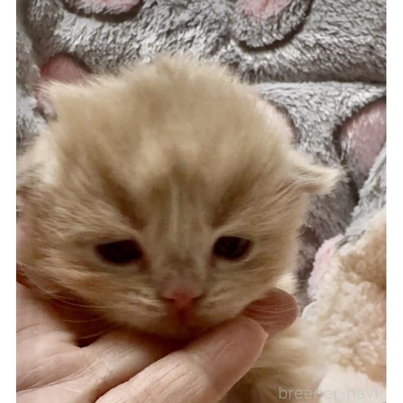 販売中の大阪府のスコティッシュフォールド(折れ耳)-135802の4枚目