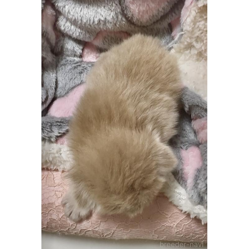 販売中の大阪府のスコティッシュフォールド(折れ耳)-135802の3枚目