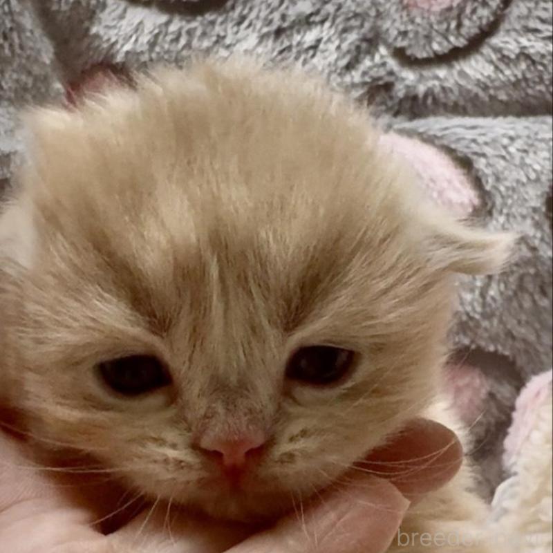 販売中の大阪府のスコティッシュフォールド(折れ耳)-135802の1枚目