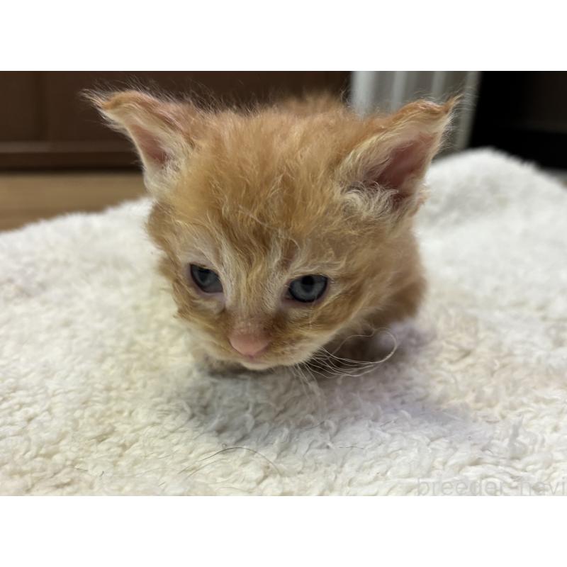 販売中の千葉県のスクーカム-134553の3枚目