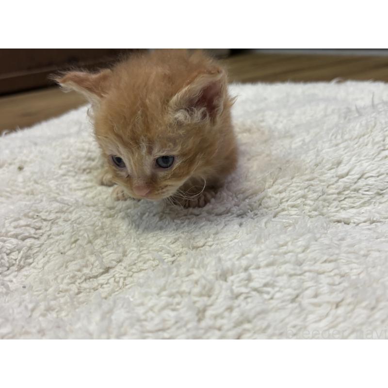 販売中の千葉県のスクーカム-134553の2枚目