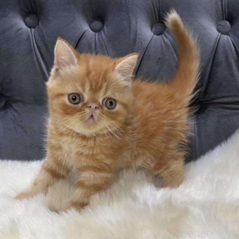 販売中の鹿児島県のエキゾチックショートヘア-135803