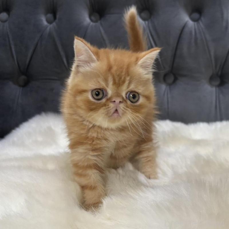 販売中の鹿児島県のエキゾチックショートヘア-135803の8枚目