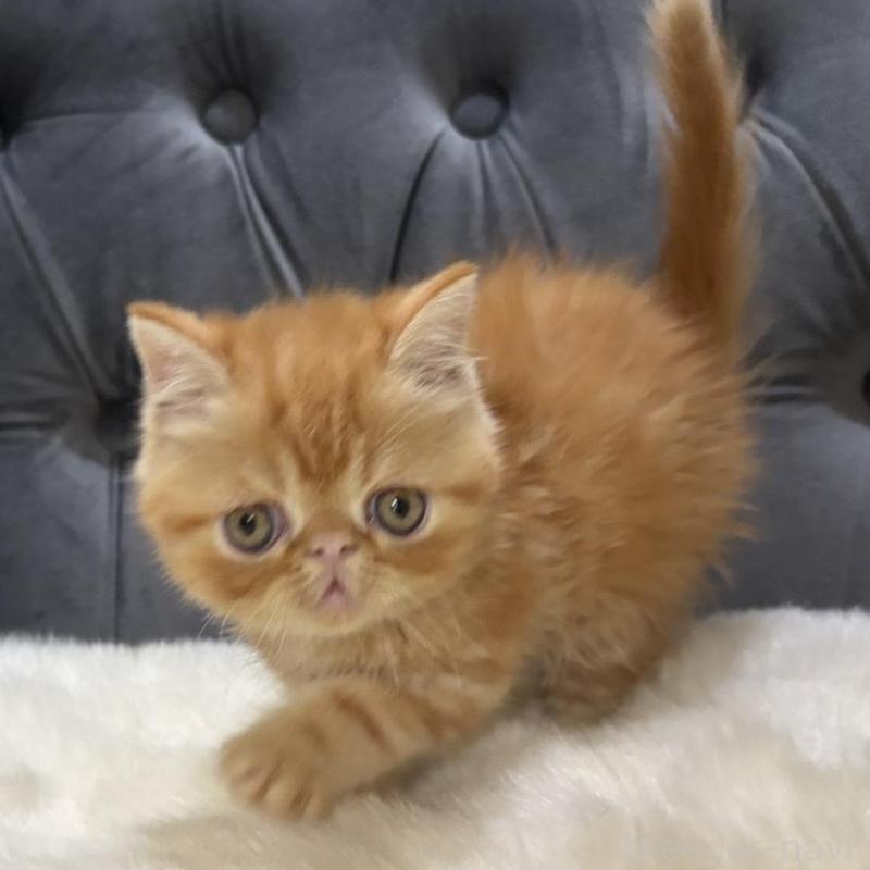 販売中の鹿児島県のエキゾチックショートヘア-135803の7枚目