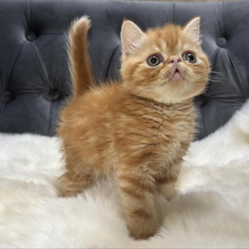 販売中の鹿児島県のエキゾチックショートヘア-135803の6枚目