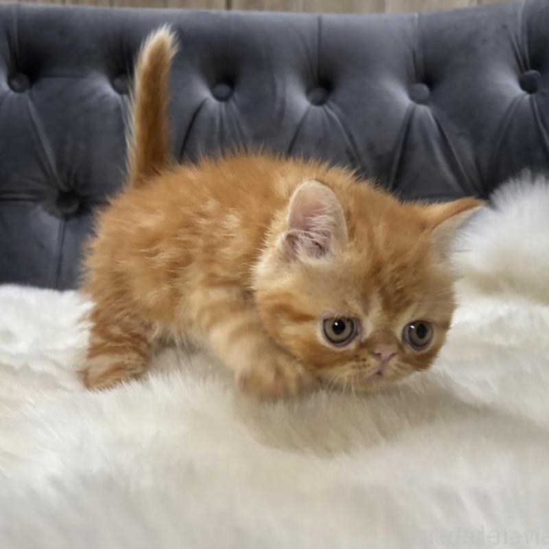 販売中の鹿児島県のエキゾチックショートヘア-135803の5枚目