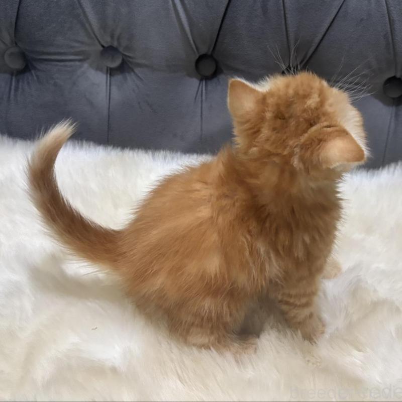 販売中の鹿児島県のエキゾチックショートヘア-135803の4枚目