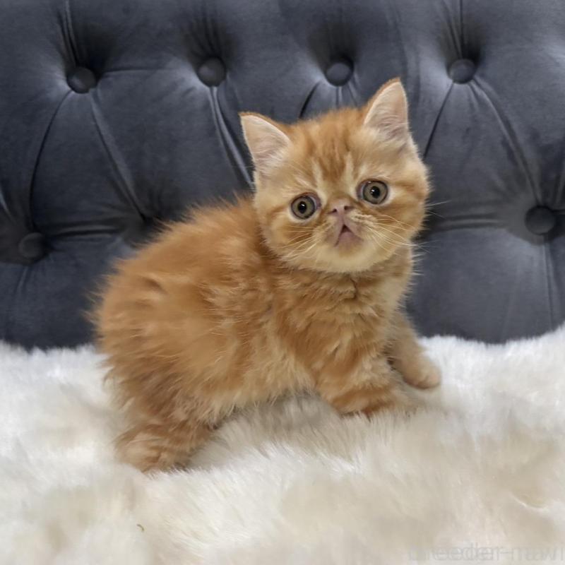 販売中の鹿児島県のエキゾチックショートヘア-135803の3枚目