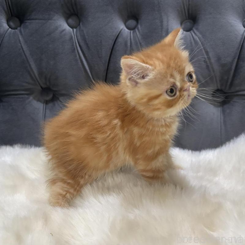 販売中の鹿児島県のエキゾチックショートヘア-135803の2枚目