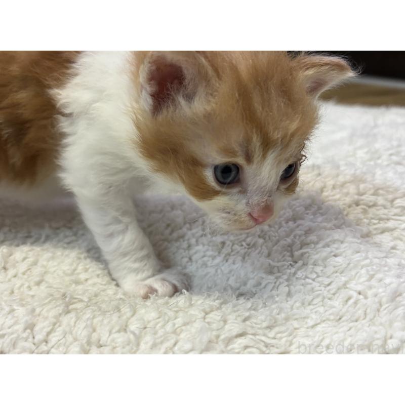 販売中の千葉県のスクーカム-134554の3枚目