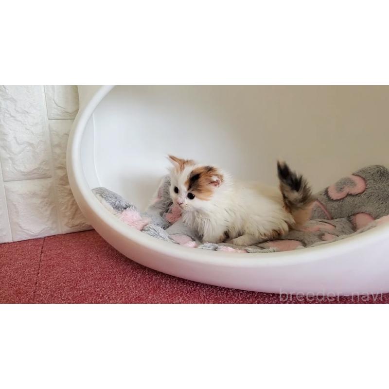 販売中の大阪府のマンチカン(短足)-135411の10枚目