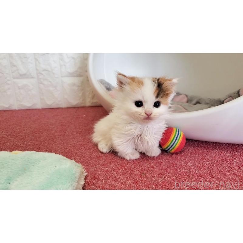 販売中の大阪府のマンチカン(短足)-135411の9枚目