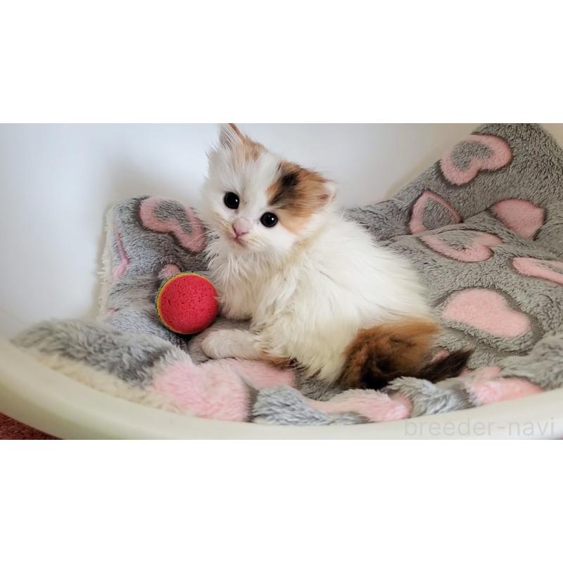 販売中の大阪府のマンチカン(短足)-135411の8枚目