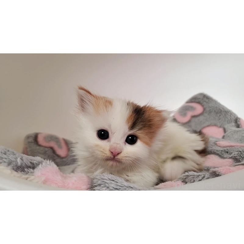 販売中の大阪府のマンチカン(短足)-135411の7枚目