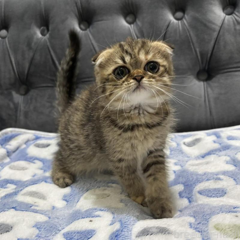 販売中の鹿児島県のスコティッシュフォールド(折れ耳)-135804