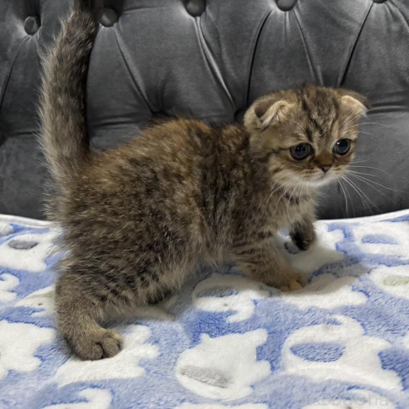 販売中の鹿児島県のスコティッシュフォールド(折れ耳)-135804の6枚目