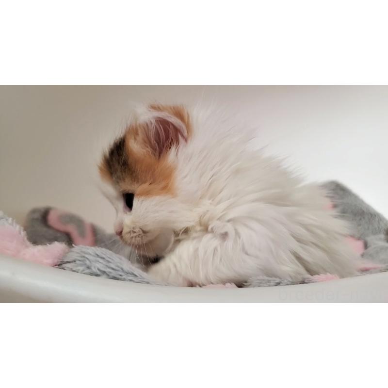 販売中の大阪府のマンチカン(短足)-135411の6枚目