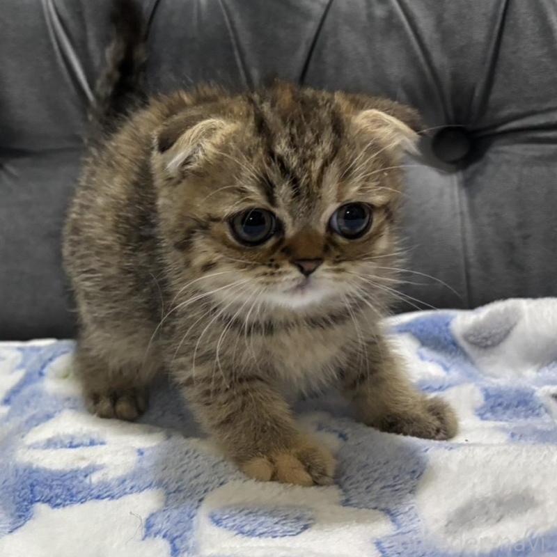 販売中の鹿児島県のスコティッシュフォールド(折れ耳)-135804の5枚目