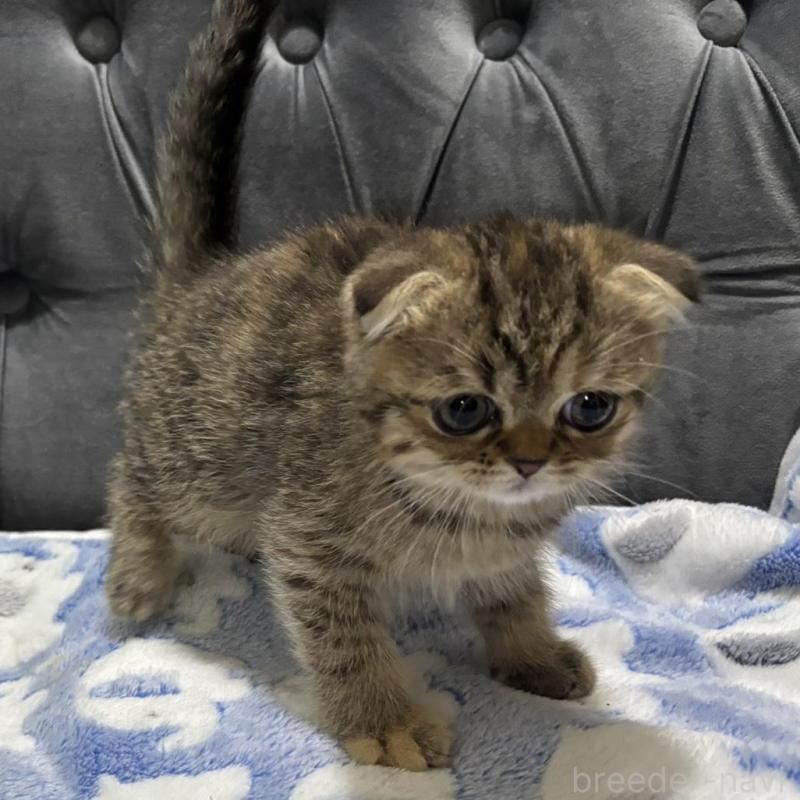 販売中の鹿児島県のスコティッシュフォールド(折れ耳)-135804の4枚目