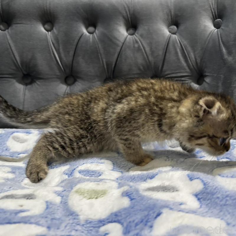 販売中の鹿児島県のスコティッシュフォールド(折れ耳)-135804の3枚目