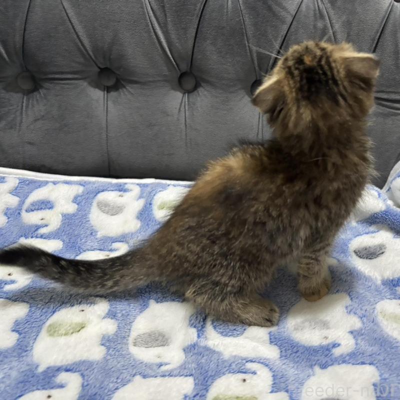 販売中の鹿児島県のスコティッシュフォールド(折れ耳)-135804の2枚目