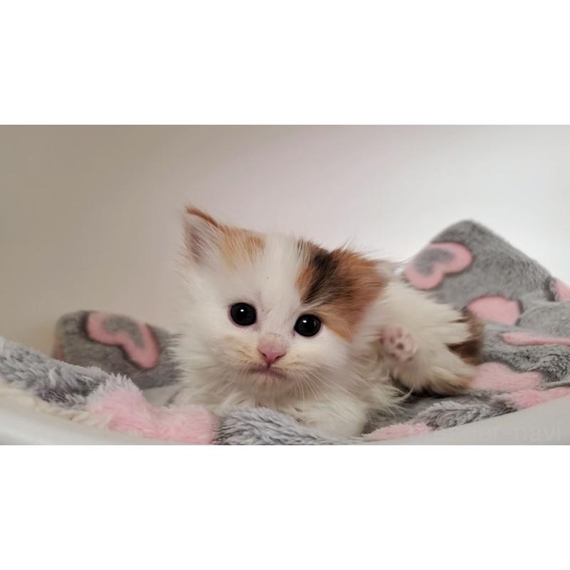 販売中の大阪府のマンチカン(短足)-135411の4枚目