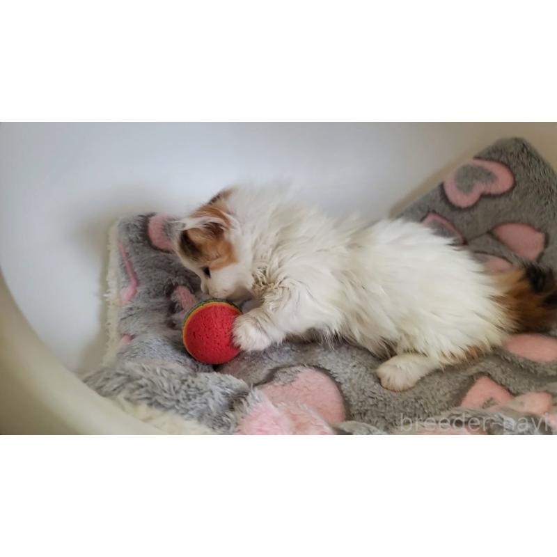 販売中の大阪府のマンチカン(短足)-135411の3枚目