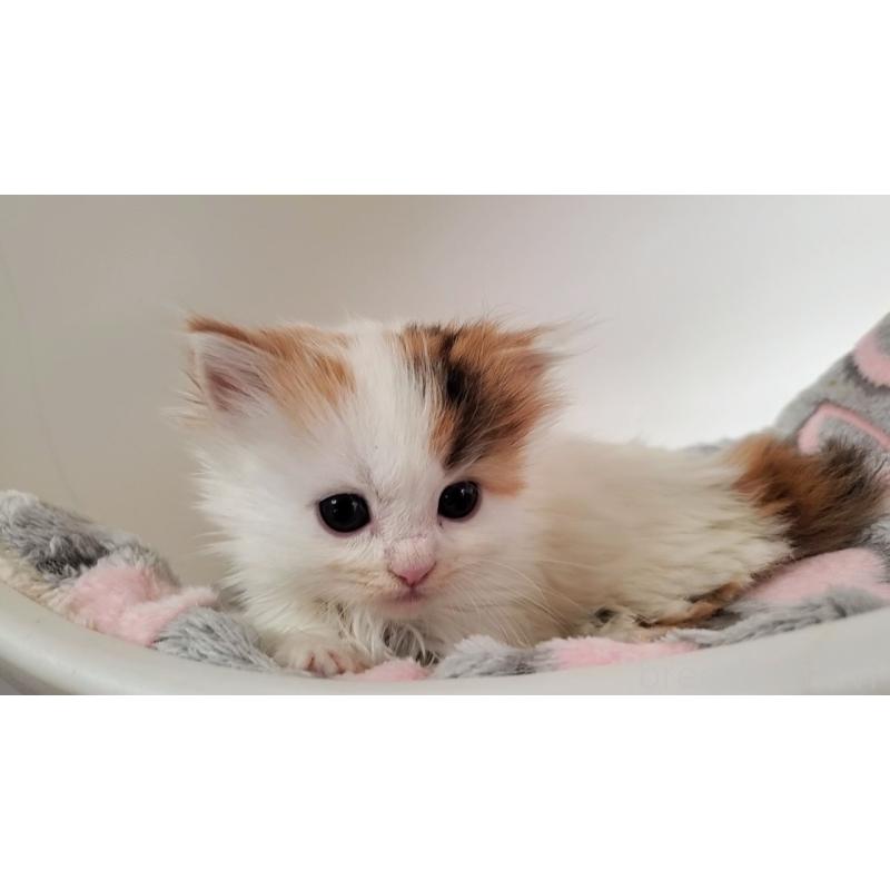 販売中の大阪府のマンチカン(短足)-135411の2枚目