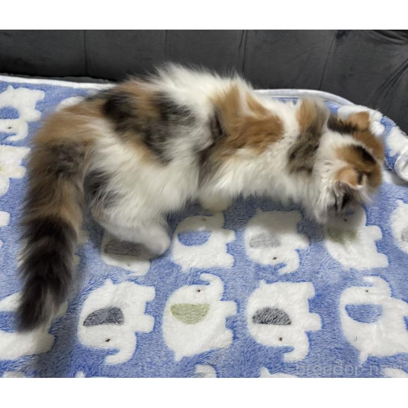 販売中の鹿児島県のスコティッシュフォールド(折れ耳)-135805の8枚目