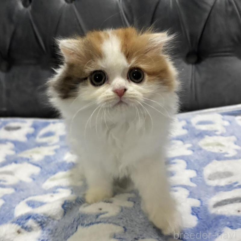 販売中の鹿児島県のスコティッシュフォールド(折れ耳)-135805の7枚目