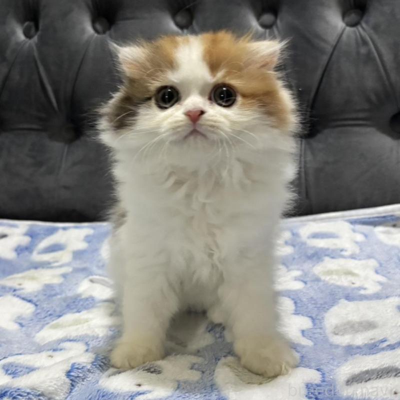 販売中の鹿児島県のスコティッシュフォールド(折れ耳)-135805の6枚目