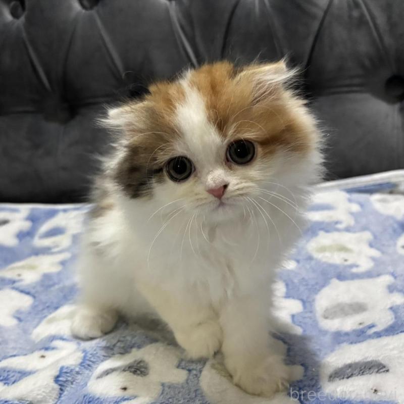販売中の鹿児島県のスコティッシュフォールド(折れ耳)-135805の4枚目