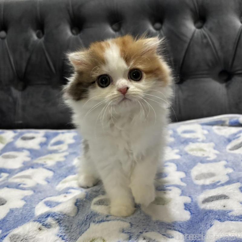 販売中の鹿児島県のスコティッシュフォールド(折れ耳)-135805