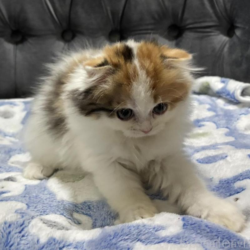 販売中の鹿児島県のスコティッシュフォールド(折れ耳)-135805の3枚目