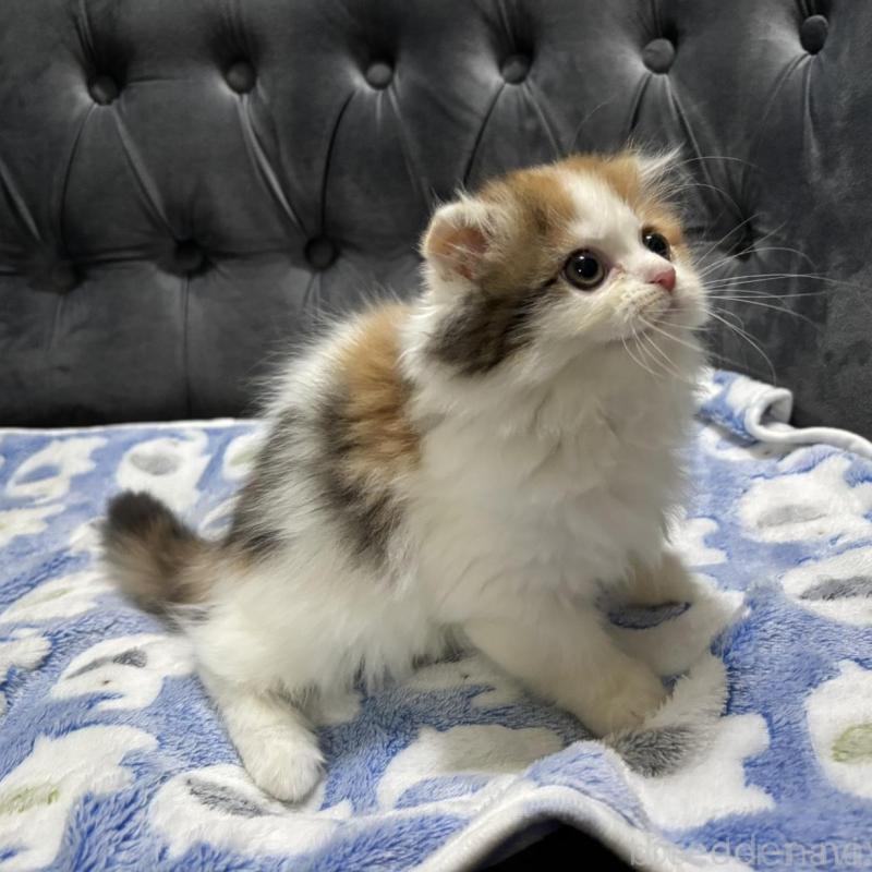 販売中の鹿児島県のスコティッシュフォールド(折れ耳)-135805の2枚目