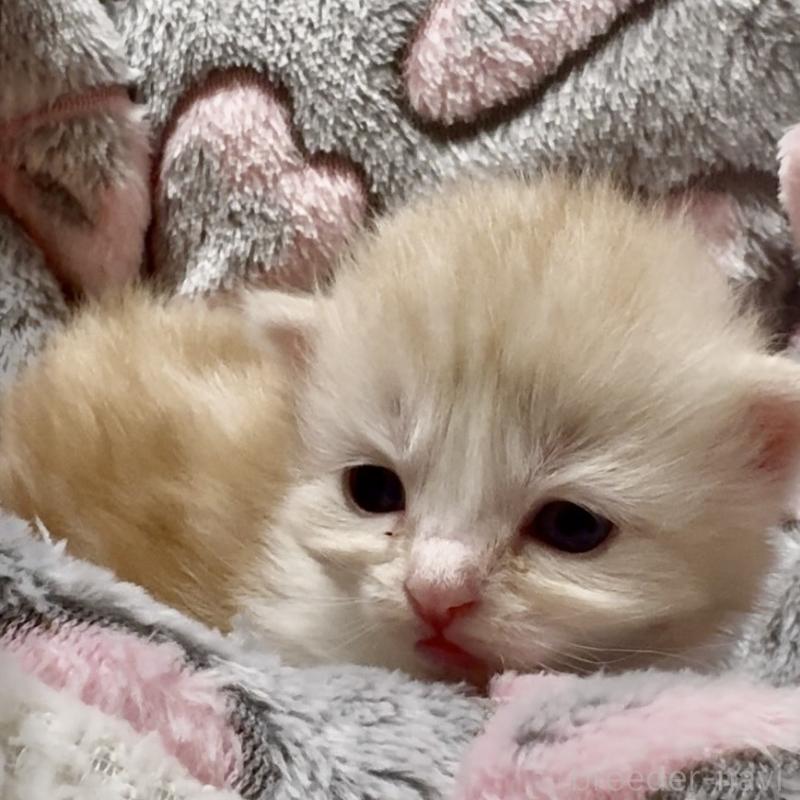 販売中の大阪府のスコティッシュストレート-135806の14枚目