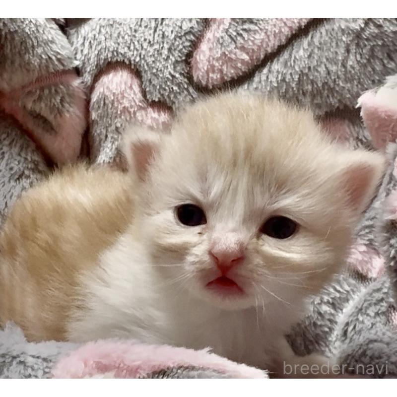 販売中の大阪府のスコティッシュストレート-135806の12枚目