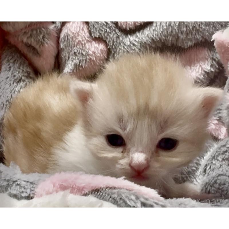 販売中の大阪府のスコティッシュストレート-135806の13枚目