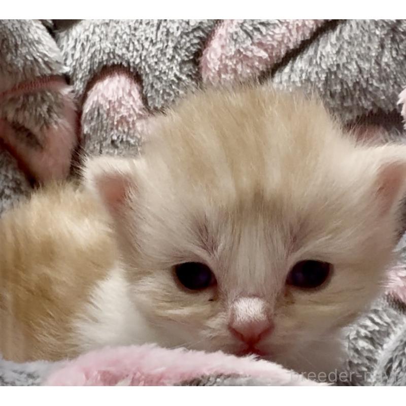 販売中の大阪府のスコティッシュストレート-135806の11枚目