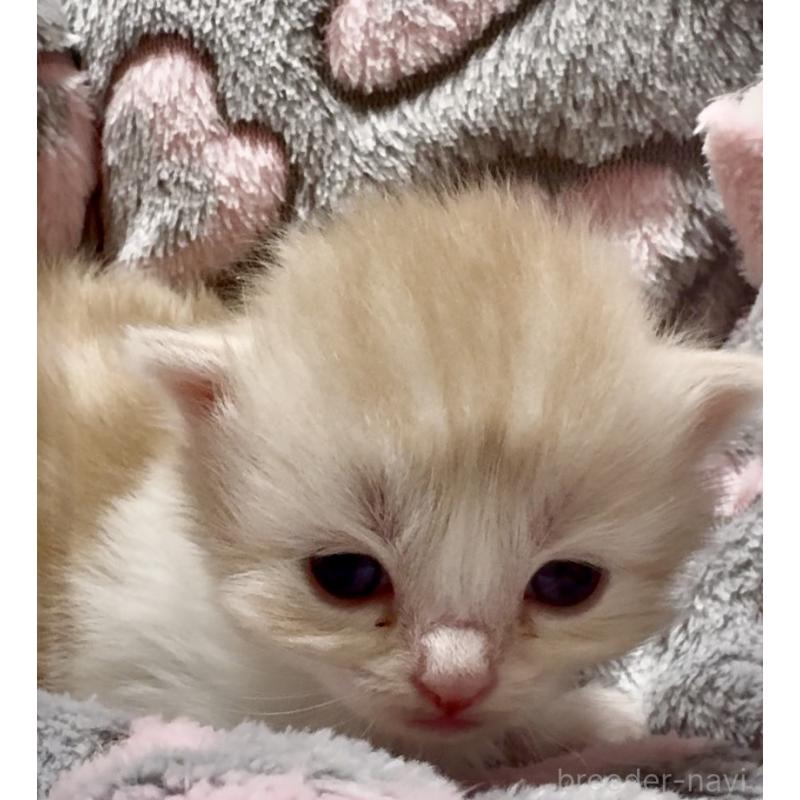 販売中の大阪府のスコティッシュストレート-135806の10枚目