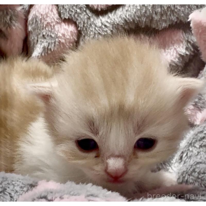 販売中の大阪府のスコティッシュストレート-135806の9枚目