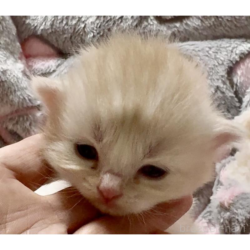 販売中の大阪府のスコティッシュストレート-135806の8枚目