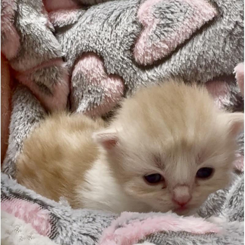 販売中の大阪府のスコティッシュストレート-135806の7枚目