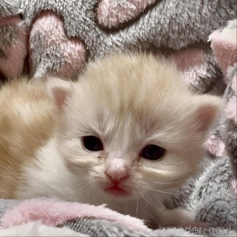 販売中の大阪府のスコティッシュストレート-135806の5枚目