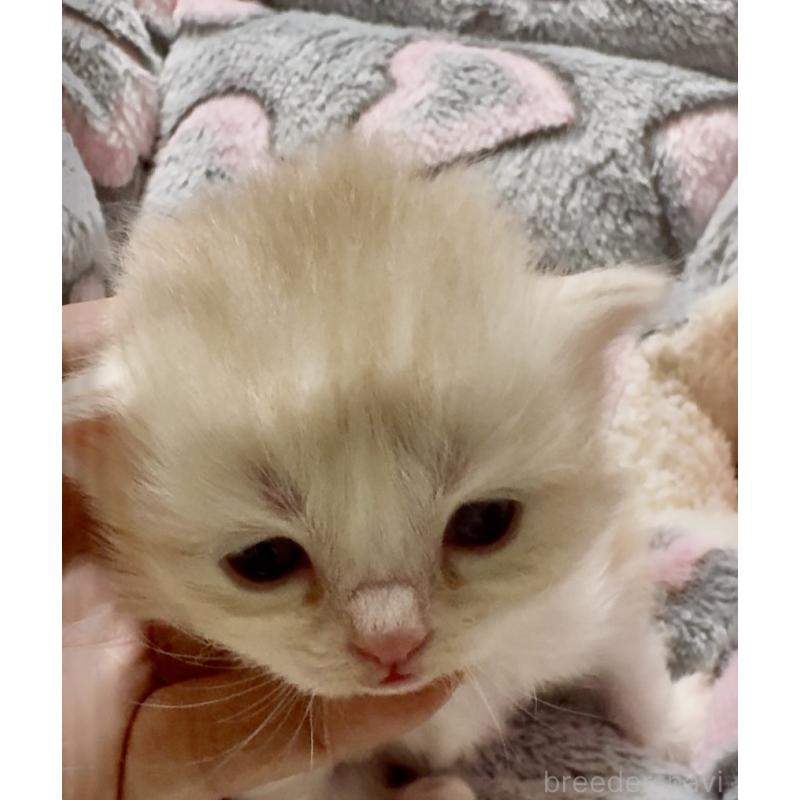 販売中の大阪府のスコティッシュストレート-135806の4枚目