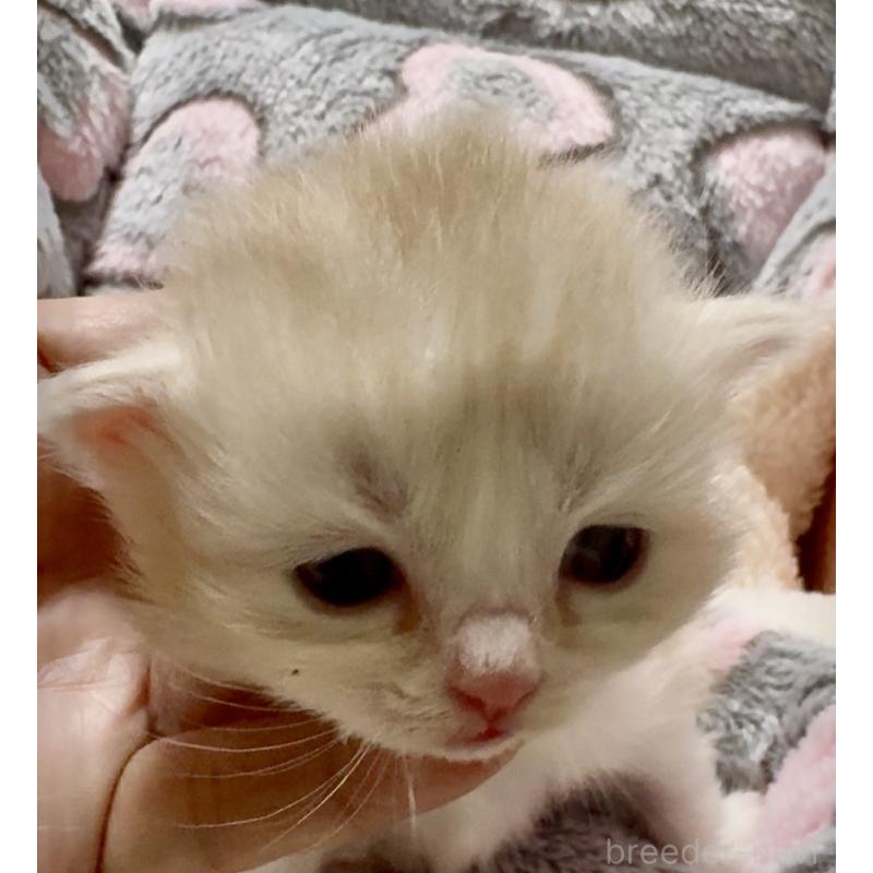 販売中の大阪府のスコティッシュストレート-135806の3枚目