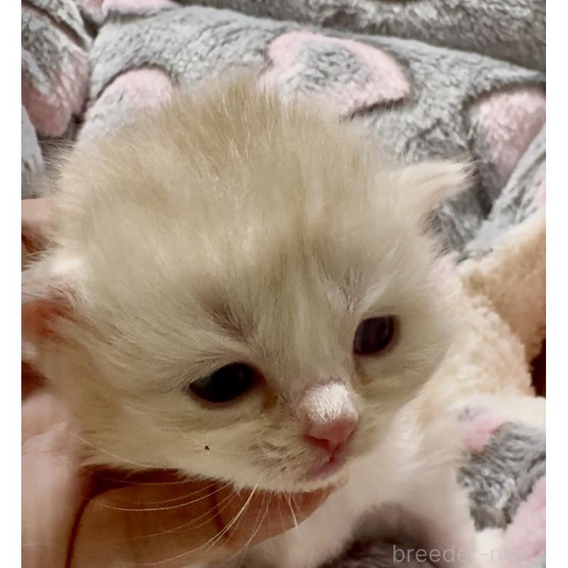 販売中の大阪府のスコティッシュストレート-135806の2枚目