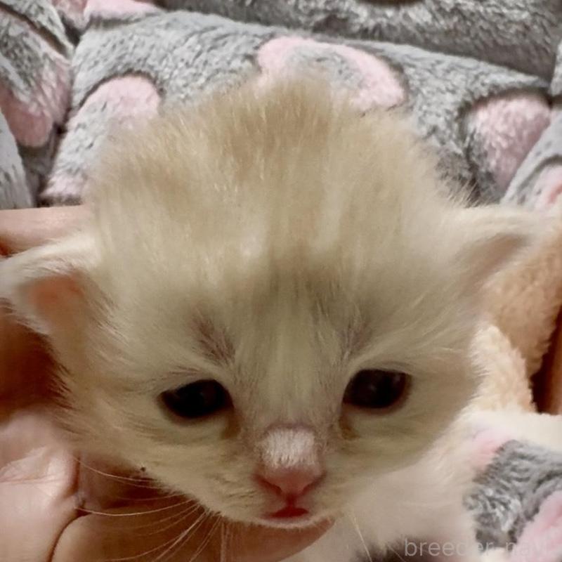 販売中の大阪府のスコティッシュストレート-135806の1枚目